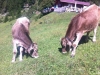 Kühe im Höhenbachtal