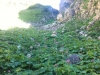 Wildwuchs