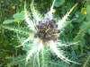 Silberdistel